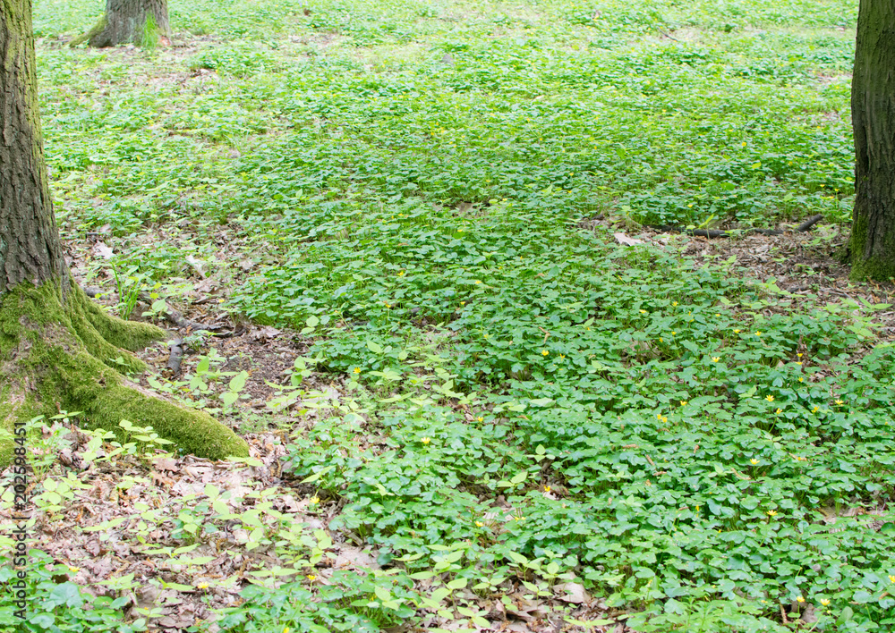 Natural Lush Vegetation Texture in Park Natural Lush Vegetation Texture in Park