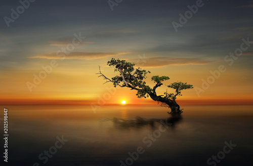 lone tree in the sunset