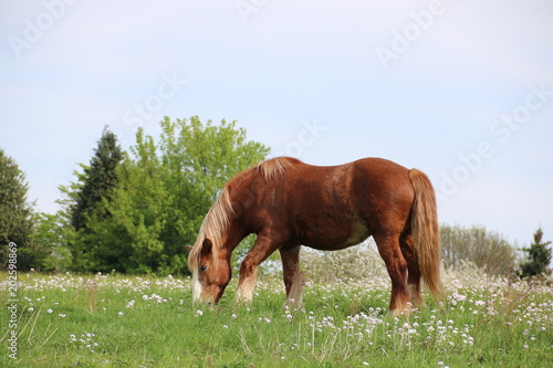 Pferd in fr  hlingshafter Natur