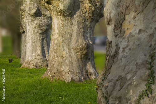 Trunk and branches of a old sycamore tree silhouetted photo