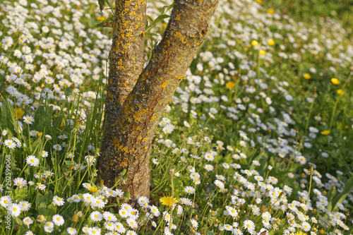 Fototapeta Naklejka Na Ścianę i Meble -  colorful spring flowers and blossoms