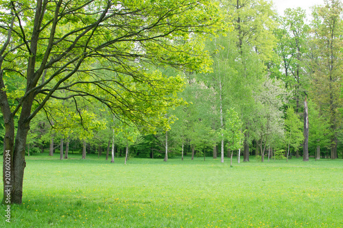 Beautiful Spring Meadow