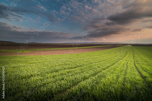 Agricultural landscape  wheat fields