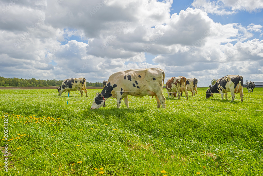 Herd of cows in a green meadow in sunlight in spring Herd of cows in a green meadow in sunlight in spring