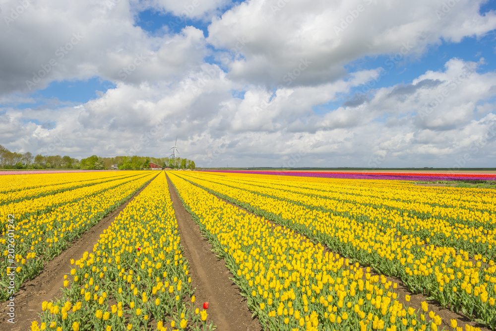Field with colorful tulips below a blue cloudy sky in spring
