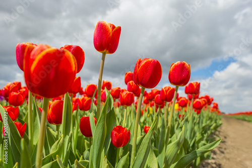 Field with colorful tulips below a blue cloudy sky in spring  