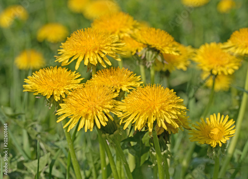 Fototapeta Naklejka Na Ścianę i Meble -  Blühender Löwenzahn, Taraxacum