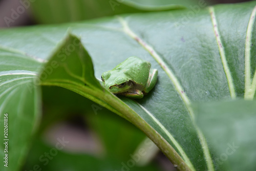 a hiding frog on the leaf / ツワブキの葉に隠れるアマガエル photo