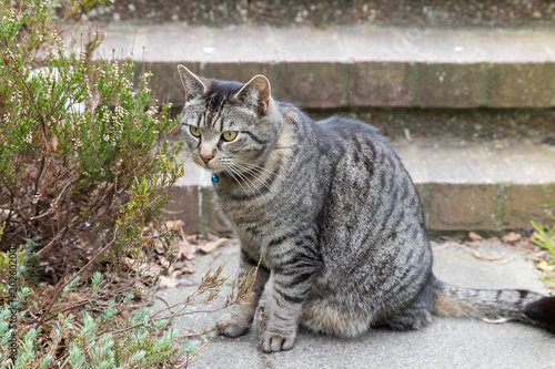 Portrait of a gray-brown male tabby cat in the backyard © Martine