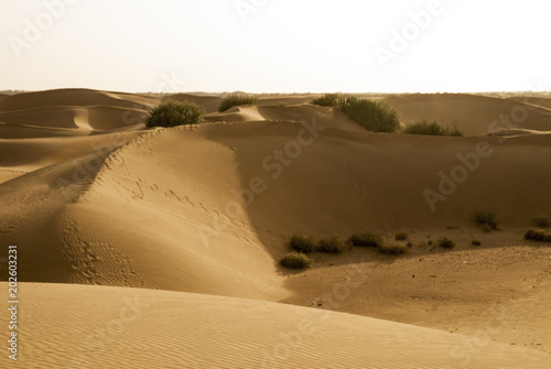 sesierto Thar Rajastan India