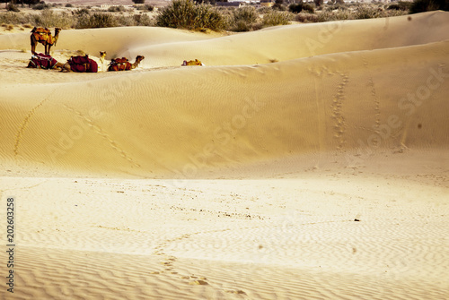 sesierto Thar Rajastan India