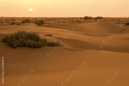 sesierto Thar Rajastan India