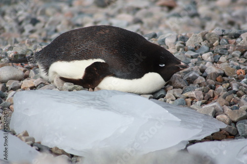 Adeliepinguin photo