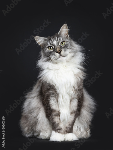 Canvas Print Handsome adult senior Maine Coon cat sitting facing front isolated on black back