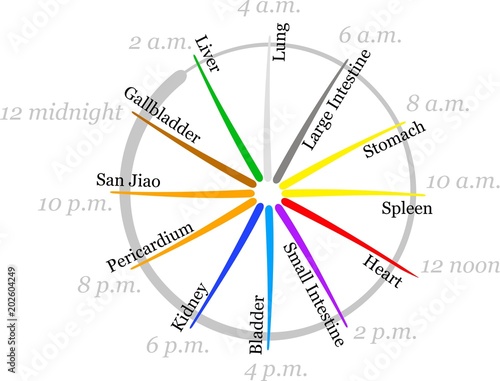 Fotografie Organ cycle, organ clock from traditional Chinese medicine