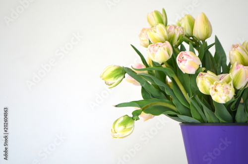 Tulip Finola Терри ранний розовый и Avantgarde нежный желтый photo