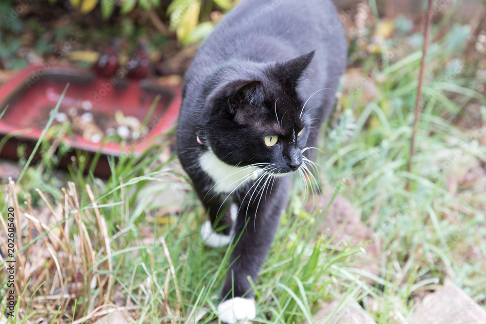 Portrait of a short-haired black and white female cat in the backyard