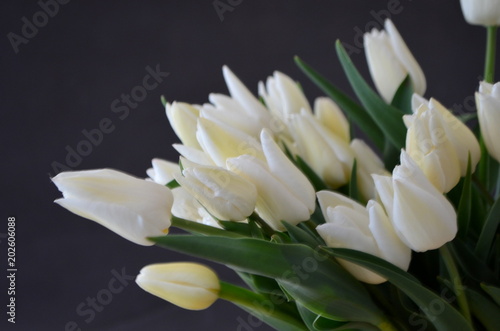 Тюльпаны Snow lady. Красивые белые тюльпаны на белом фоне. Место для надписи - открытка 