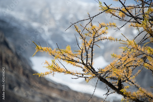 Autumn Larch Trees in Plain of Six Glaciers, Banff National Park, Canadian Rockies © Janice