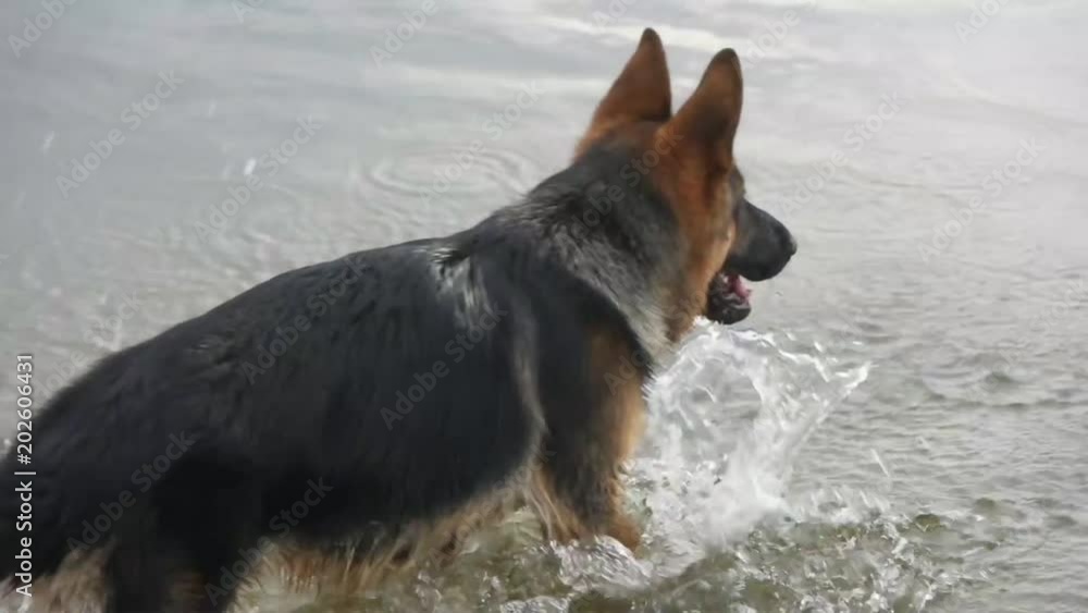 funny German shepherd runs on the water, slow motion funny German shepherd runs on the water, slow motion
