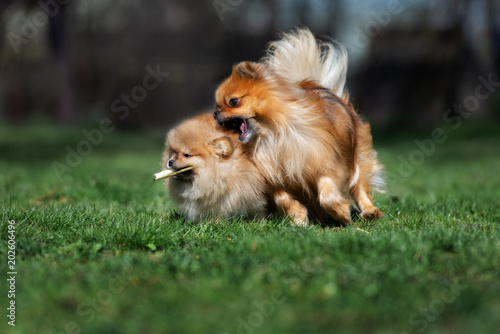 pomeranian spitz dog playing with puppy
