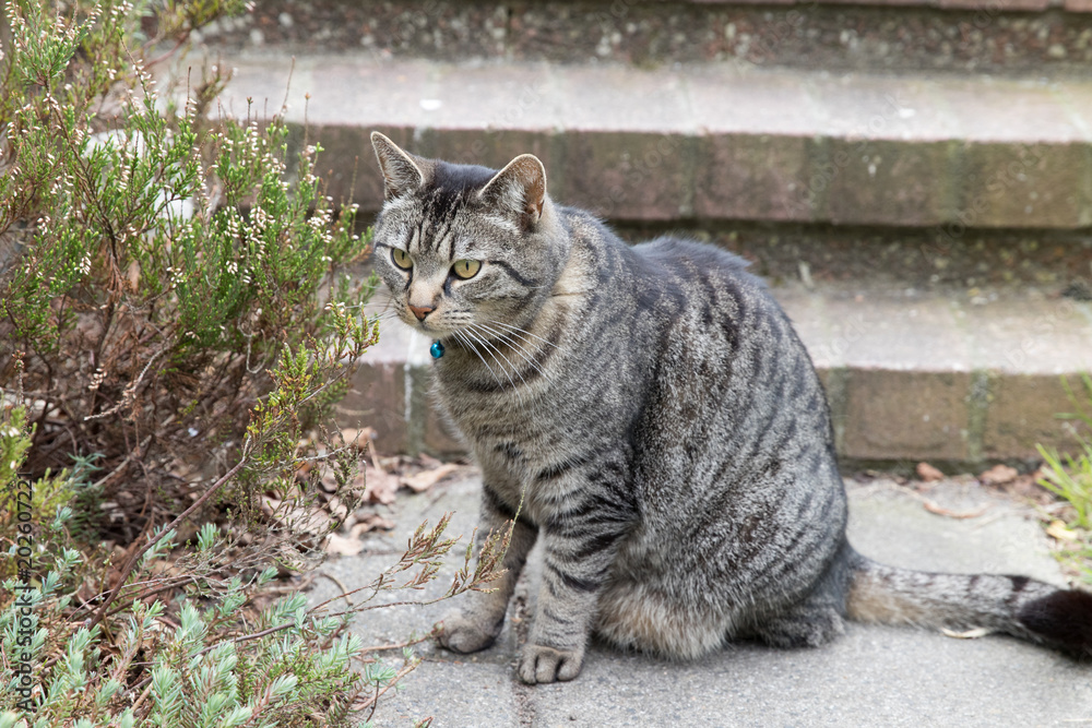 Portrait of a gray-brown male tabby cat in the backyard