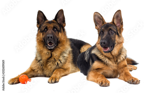 German shepherd dog lies and gnaws toy ball