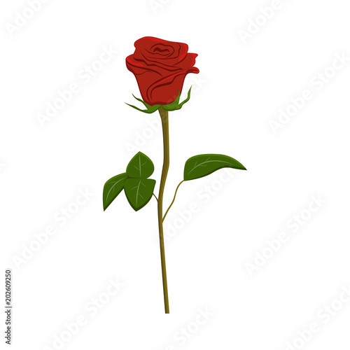 Clip art red rose  vector