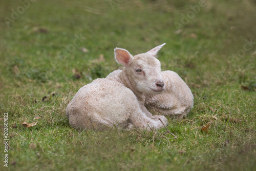 Lambs in a farm field in the countryside