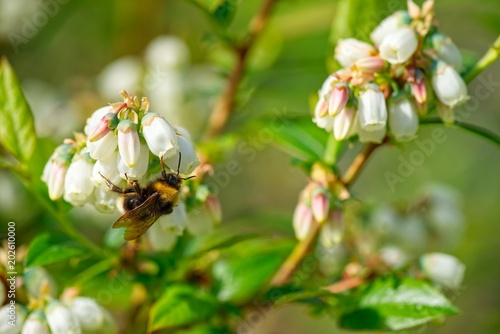 Die Bestäubung der Blütenpflanzen durch Bienen