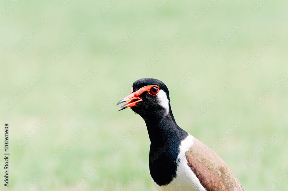 Red-Wattle lapwing , bird Red-Wattle lapwing , bird