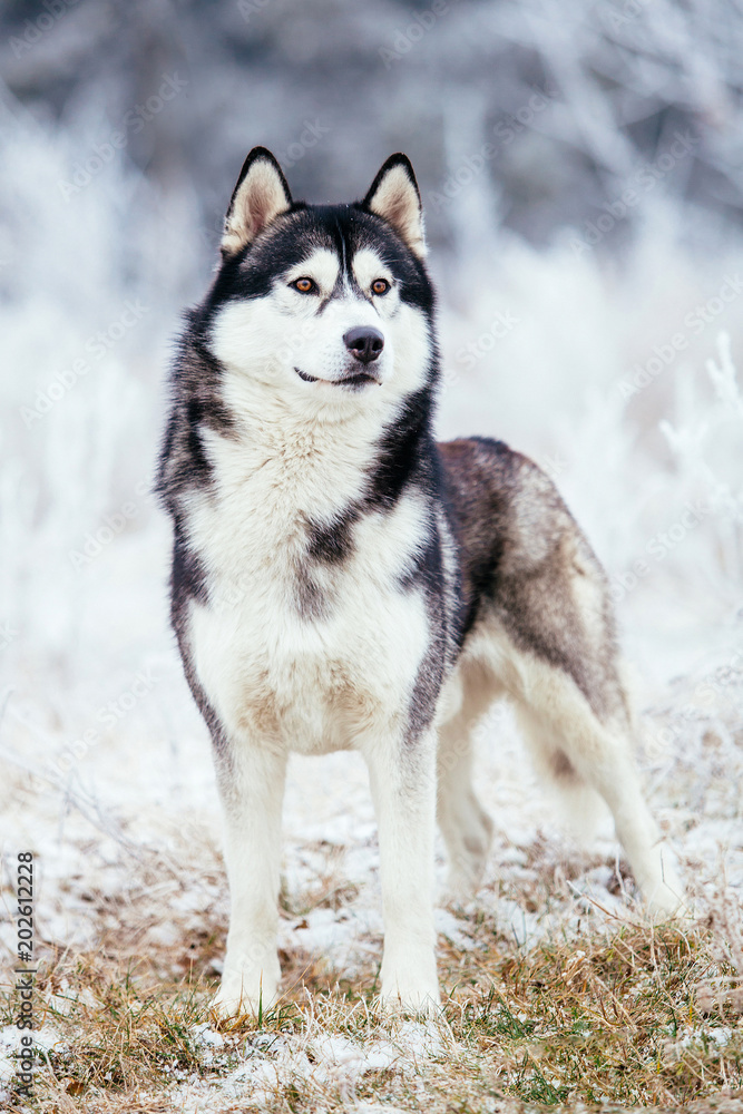Husky black and white color stands in the field in winter on cold frosty ground Husky black and white color stands in the field in winter on cold frosty ground
