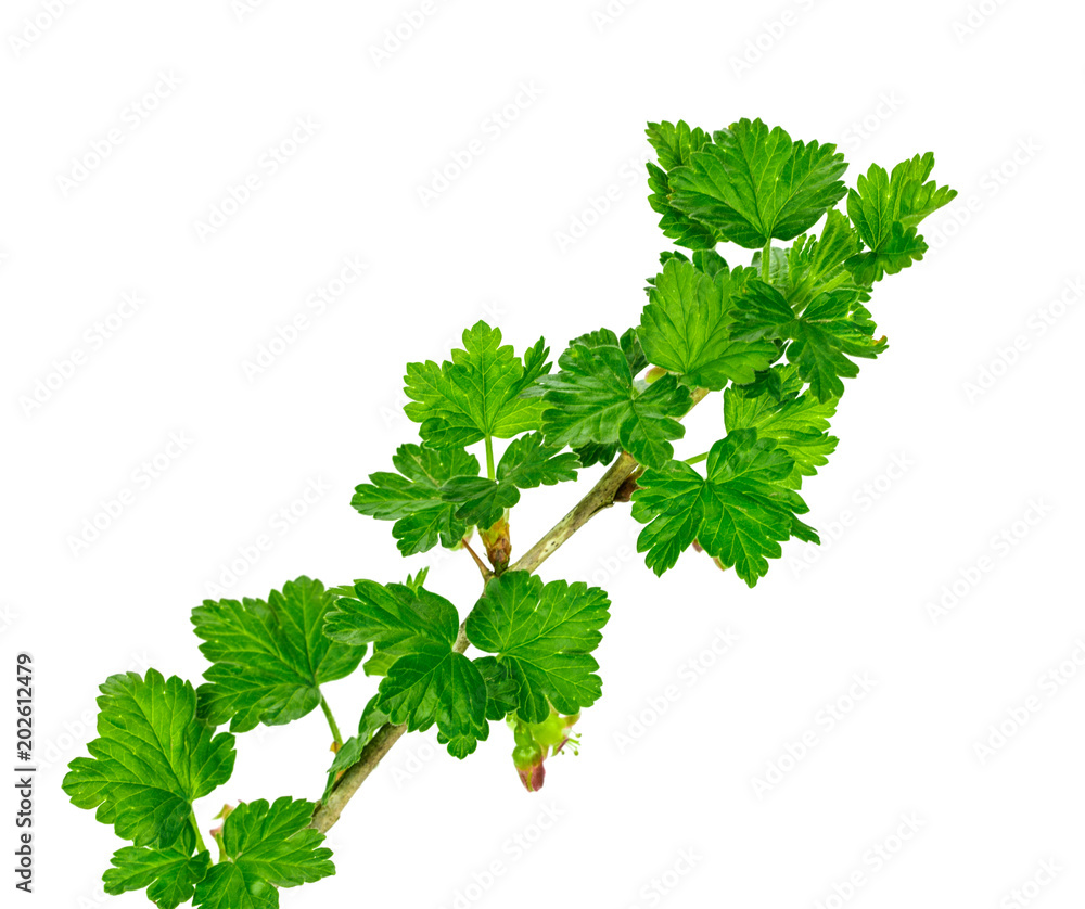 a branch of gooseberries on a white background a branch of gooseberries on a white background
