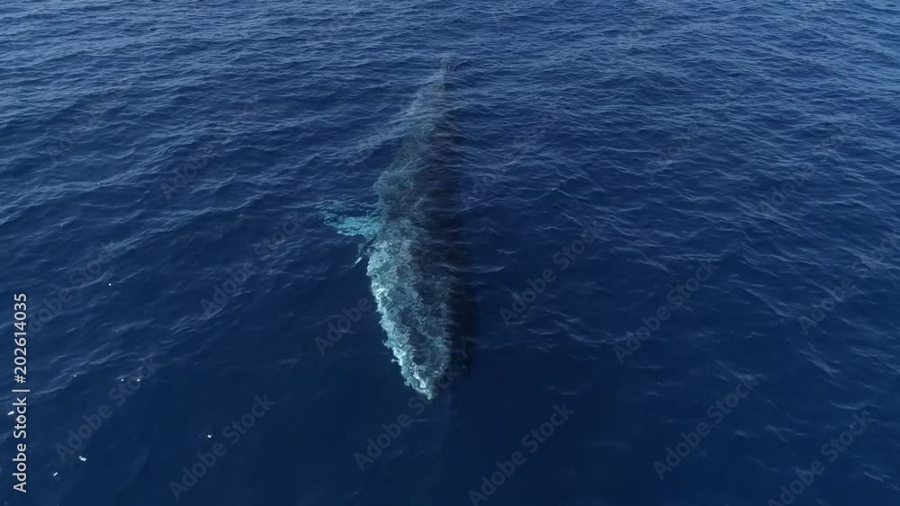 Fin whale surfacing, blow and diving again, close frontal traveling shot Fin whale surfacing, blow and diving again, close frontal traveling shot