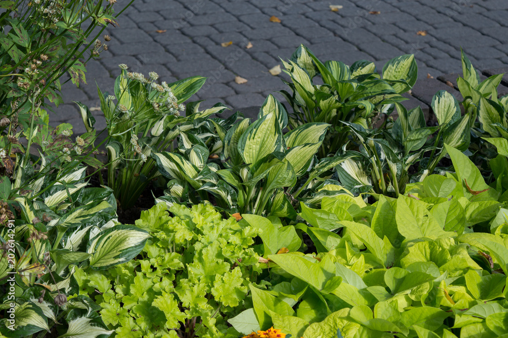 Φωτογραφία Bright green hosta, ipomoea and heuhera growing in flower bed in the park