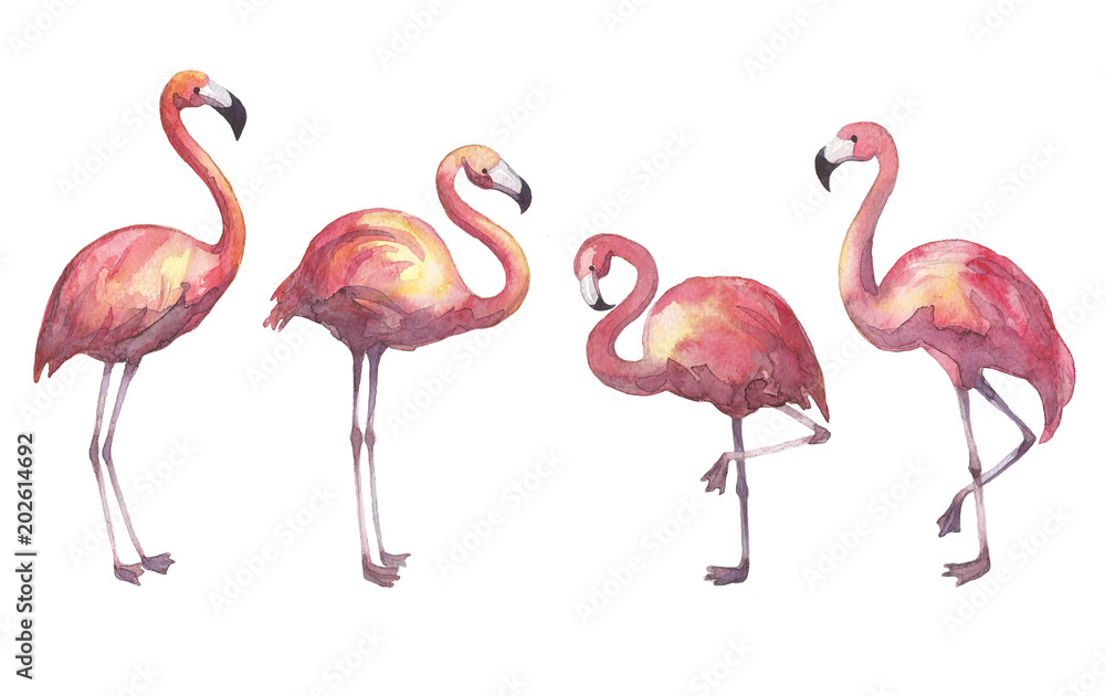 Fototapeta premium Hand drawn watercolor flamingo isolated
