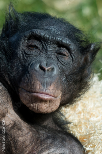 Chilled out Chimp © Martin