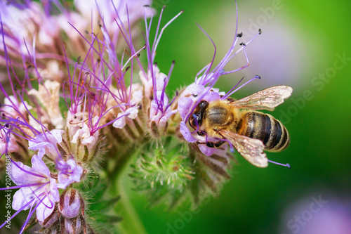 The bee collects the nectar from the phacelia. Flower - Nectar © Igor