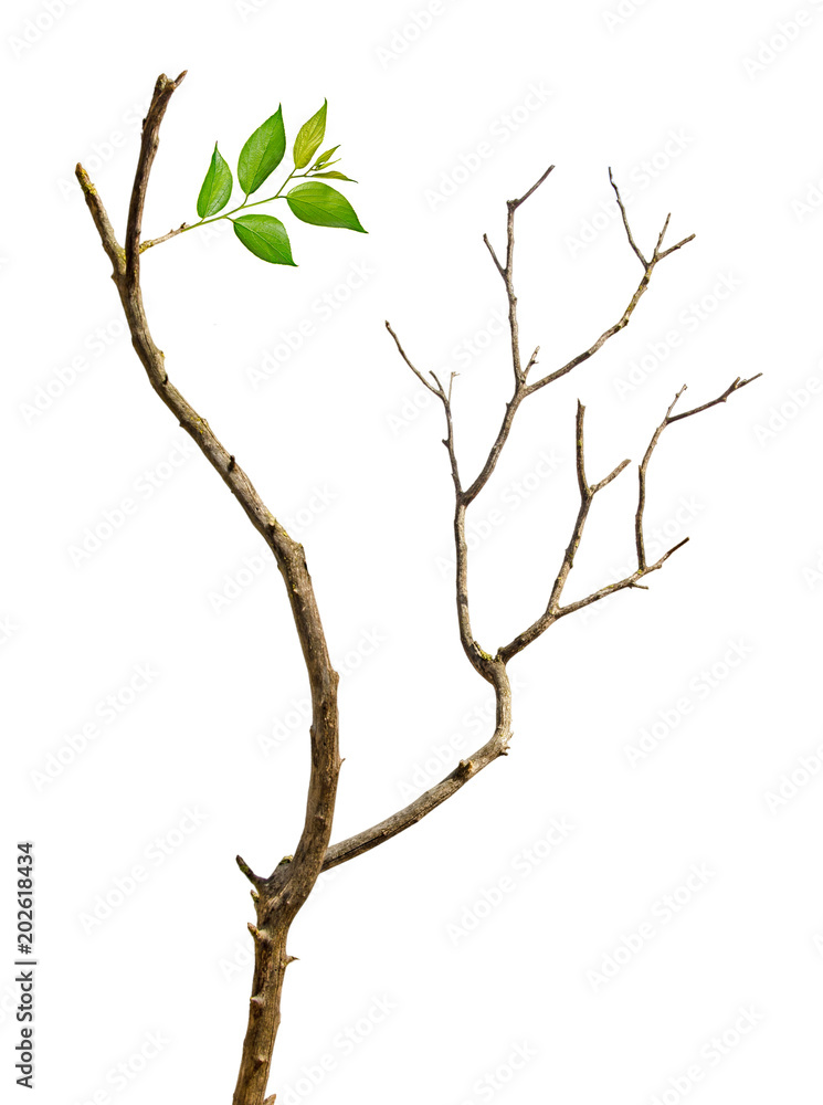 Fototapeta premium Close up of dry branch