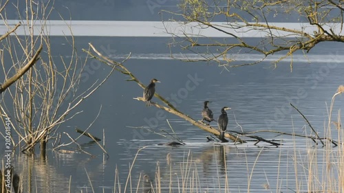 cormorani photo