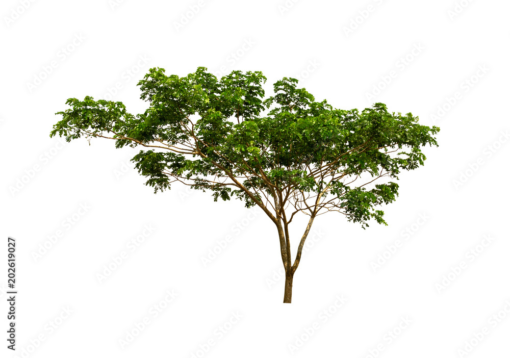 Obraz premium big tree