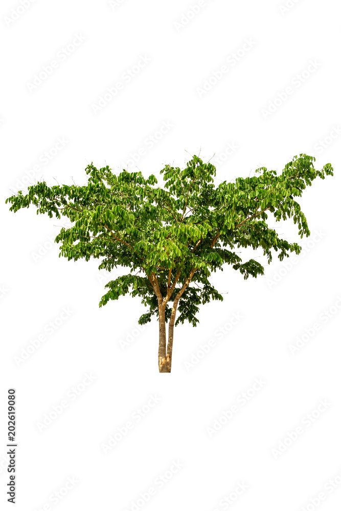 big tree big tree
