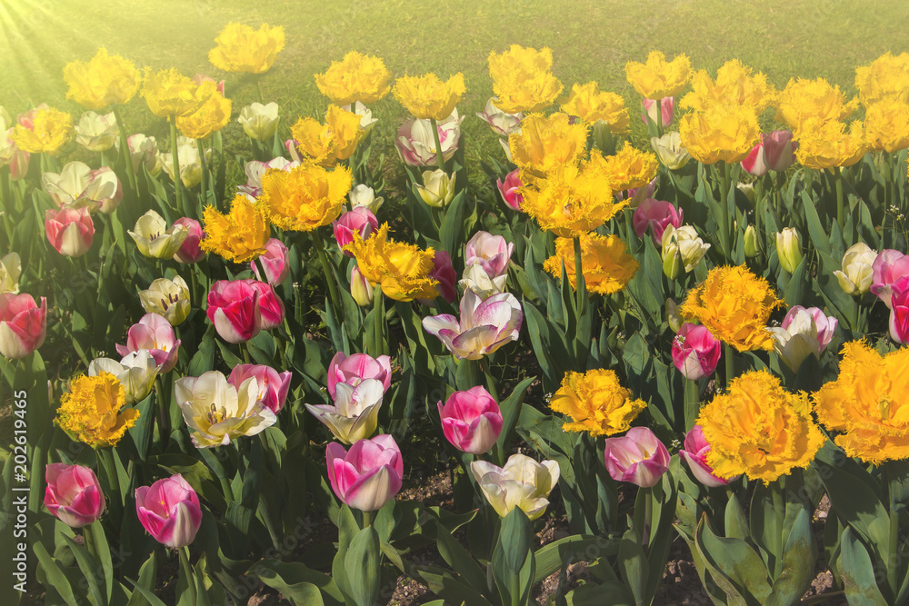Tulipani colorati al tramonto