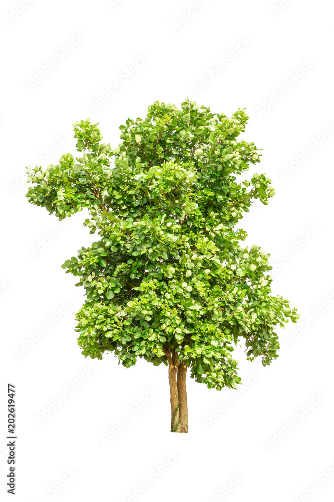 big tree big tree