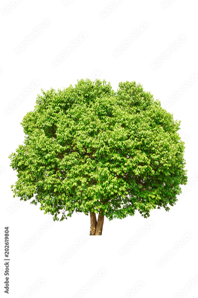 big tree big tree