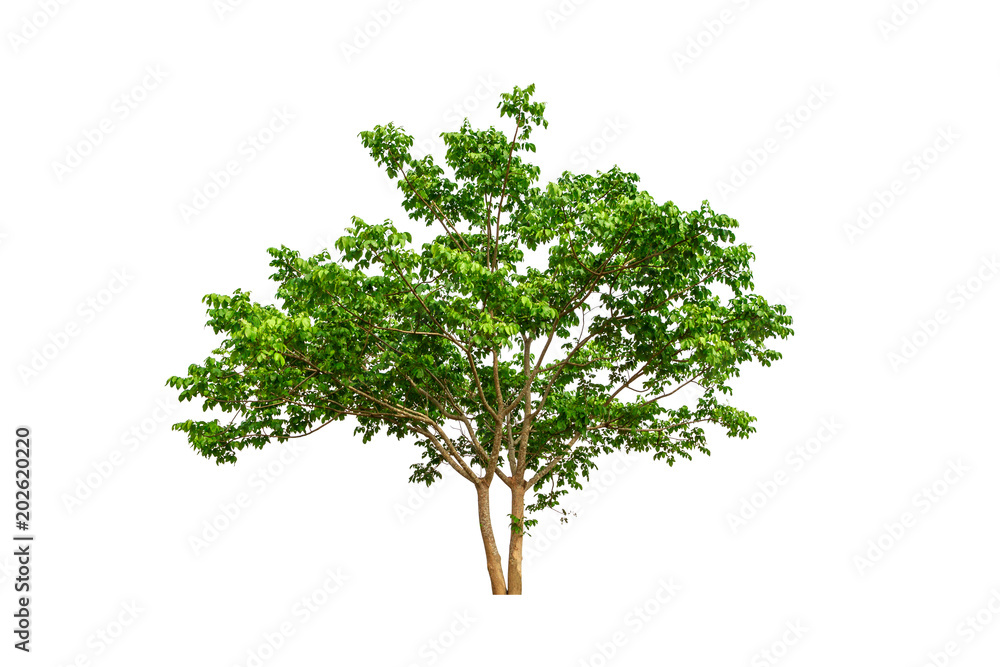 big tree big tree