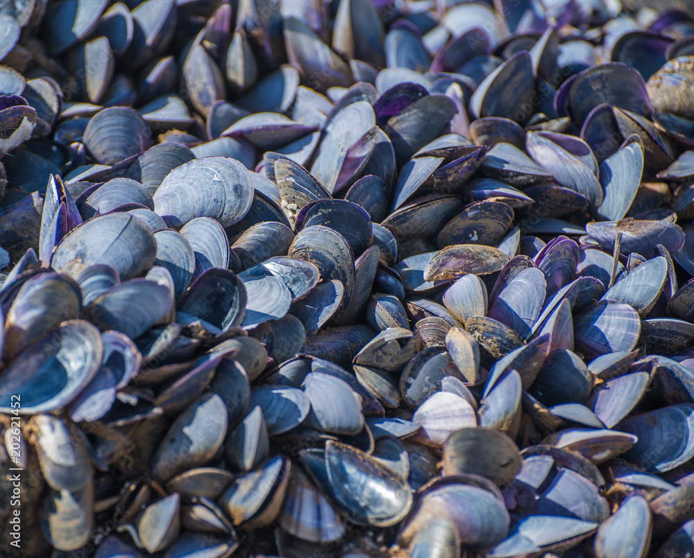 The texture of the shells of blue shellfish