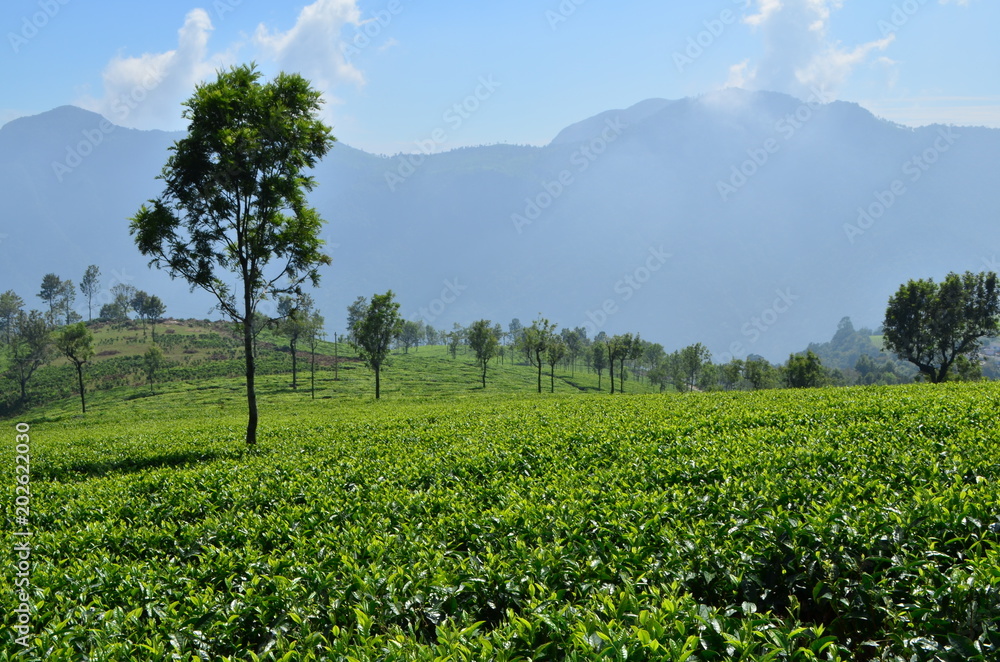 Tea Estate