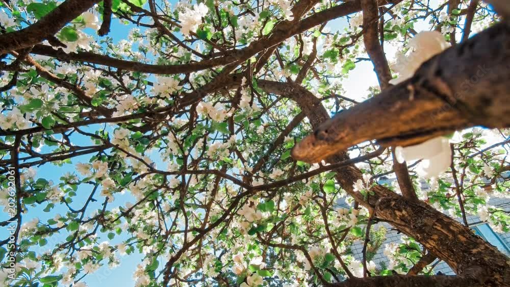 Apple trees flowers. the seed-bearing part of a plant Apple trees flowers. the seed-bearing part of a plant