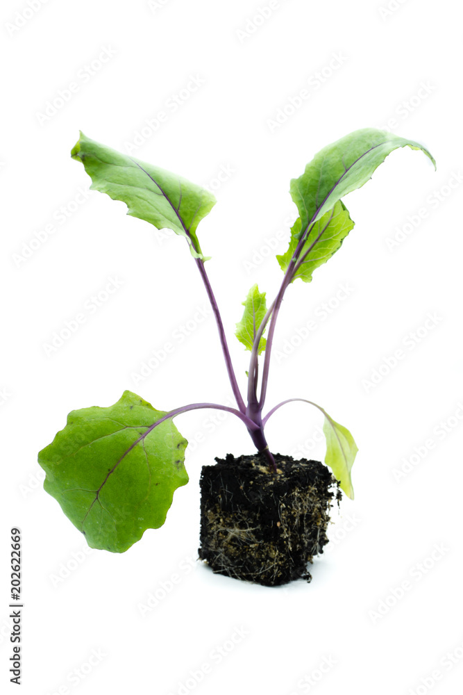 kohlrabi setzlinge stecklinge jungpflanze isoliert freigestellt auf weißen  Hintergrund, Freisteller Stock-Foto | Adobe Stock
